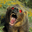 grizzly-bears-free-animated-gameznet 04.gif